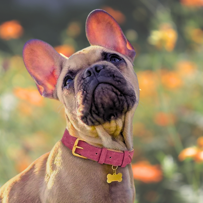 Duurzame Leren Hondenriem - LeashPro - Comfortabele Grip - Stijlvol Ontwerp