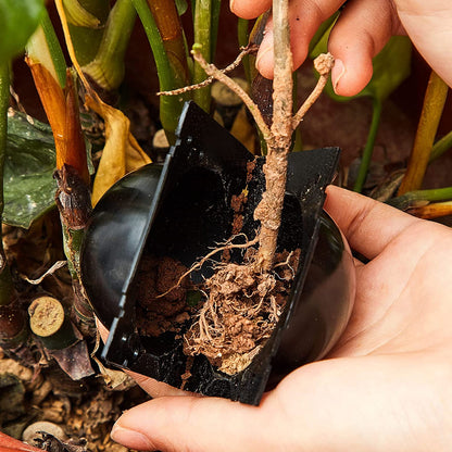 Wortelgroei Box - PlantEase - Cloning Kit - Herbruikbaar Plastic