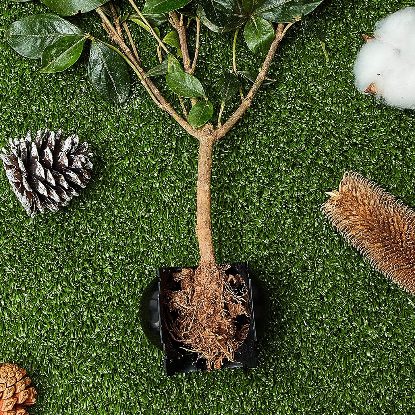 Wortelgroei Box - PlantEase - Cloning Kit - Herbruikbaar Plastic