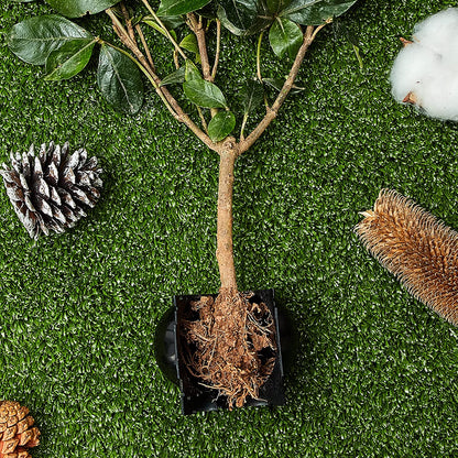 Wortelgroei Box - PlantEase - Cloning Kit - Herbruikbaar Plastic